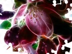 Kwiaty, Kolory, Fractalius