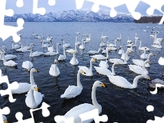 Łabędzie, Jezioro