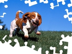 nibieskie, niebo, Basset Hound