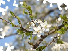 Kwiat, Wiśni, Biały