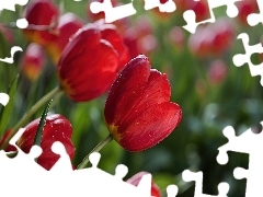 Wody, Krople, Czerwone, Tulipany