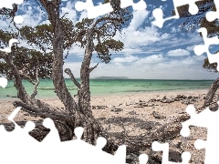 Plaża, Drzewo, Morze