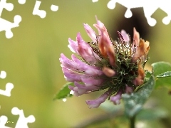 Rosy, Krople, Różowa, Koniczyna