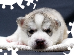 Szczeniak, Husky, Słodki