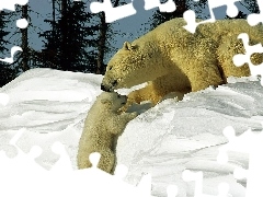 Polarne, Niedźwiedzie