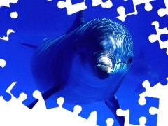 Delfin