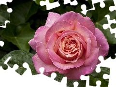 Rosy, Kropelki, Różowa, Róża