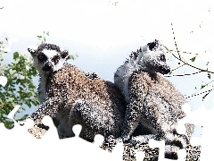 Lemur Katta