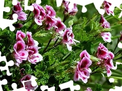 Pelargonia, Angielska, Kwiat