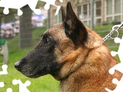Owczarka belgijskiego Malinois, Głowa
