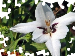 Acidanthera