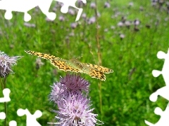 Ostu, Motyl, Kwiat