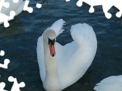 Łabędź, Jezioro, Biały