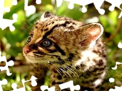 Czarne, Zieleń, Margay, Oczy, Mały