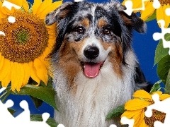 Owczarek australijski, Australian shepherd, Słoneczniki