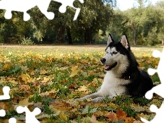 Jesień, Liście, Husky, Łąka