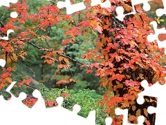 Jesień, Liście, Park, Drzewa