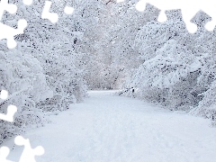 Pokryte, Śniegiem, Krzewy