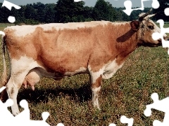 Krowa
