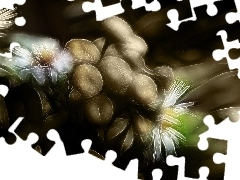 Polne, Fractalius, Kwiaty
