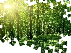 Słońce, Przebijające, Liściasty, Las