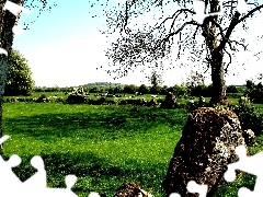 Przyroda, Natura, Irlandia, Łąka
