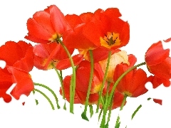 Czerwone, Tulipany