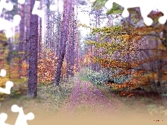 Las, Kolory, Jesień