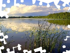 Trzcina, Las, Jezioro