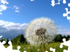 Kwiaty, Wiosna, Dmuchawiec