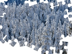 Ośnieżone, Choinki, Zima