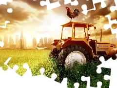 Kogut, Traktor, Zachód, Słońca
