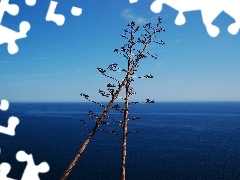 Kwiaty, Tossa de Mar, Hiszpania, Agawy, Costa Brava