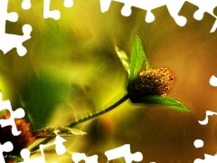 Fractalius, Kwiat