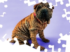 Shar Pei