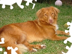 piłki, Retriever z Nowej Szkocji