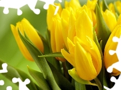 Tulipany, Żółte