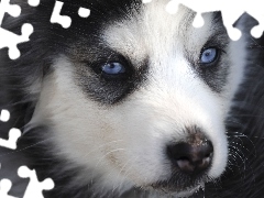 Oczy, Niebieskie, Siberian Husky, Szczeniak