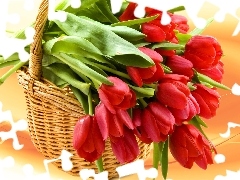 Czerwone, Tulipany, Koszyk