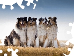 Łąka, Collie, Owczarki, Australijskie