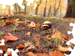 Korzeń, Grzybki, Suche, Park, Liście