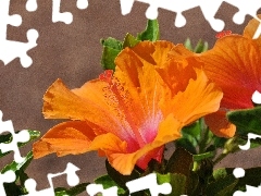 Hibiskus, Pomarańczowy