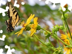 Żółty, Kwiat, Motyl