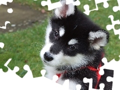 Szelki, Siberian Husky, Psiak