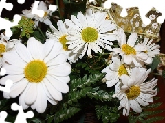Margerytki, Wstążka, Białe