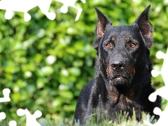 brązowe, oczy, Owczarek francuski Beauceron