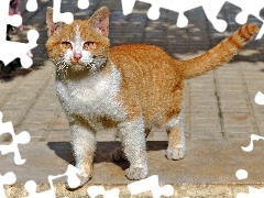 Kotek, Rudy