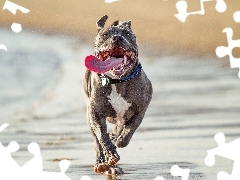 Plaża, Język, Pies, Pit Bull