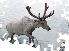 Renifer, Woda, Biały