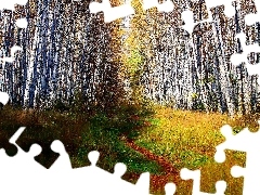 Brzozy, Ścieżka, Las